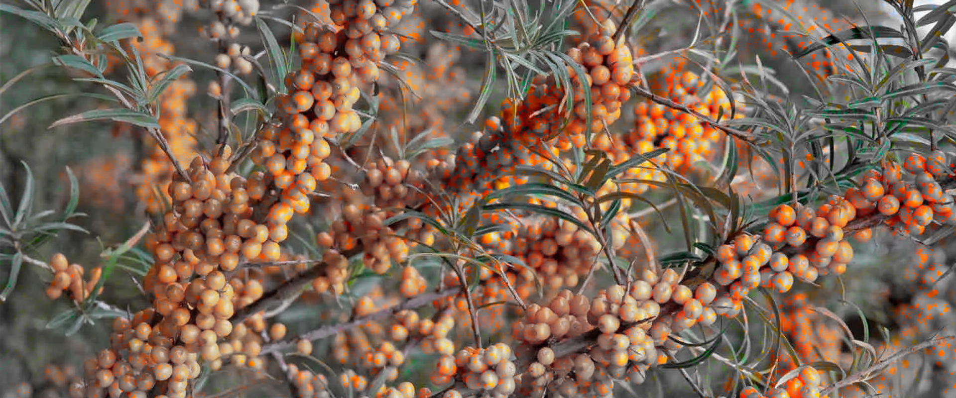Sea Buckthorn Brew cover